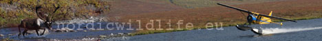 www.nordicwildlife.eu